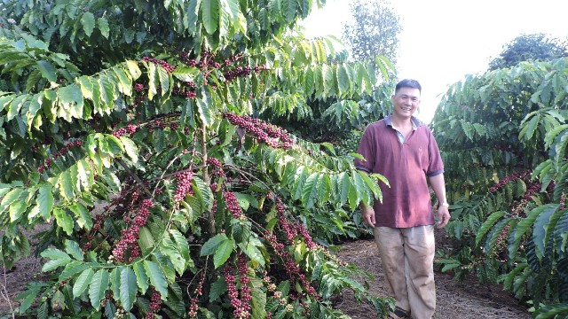 coffee exports hit